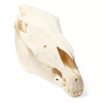 Crâne de cheval (Equus ferus caballus), modèle préparé T30017