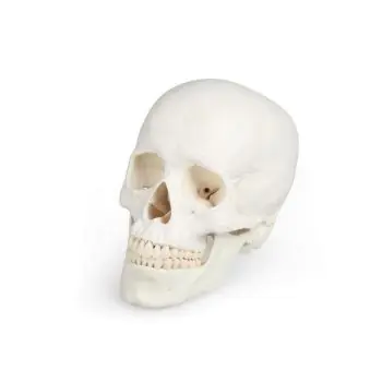 Modèle de crâne 3 parties 4500 Erler Zimmer