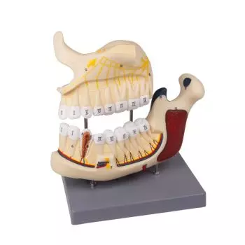 Modèle de maxillaire et mandibule humaine D325 Erler Zimmer