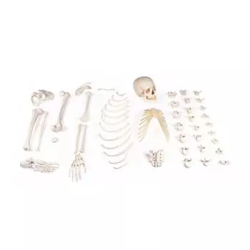 Demi-squelette démonté, coté droit 3024 Erler Zimmer
