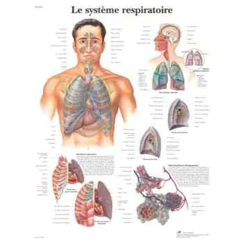 Planche anatomique Appareil respiratoire VR2322L