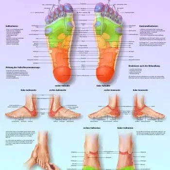 Planche anatomique Massage des zones réflexes des pieds VR2810L