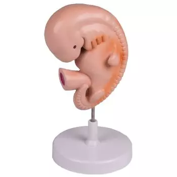 Modèle d'embryon humain 4 semaines L215 Erler Zimmer