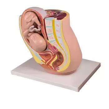 Coupe anatomique du bassin avec fœtus de 32 semaines L220 Erler Zimmer