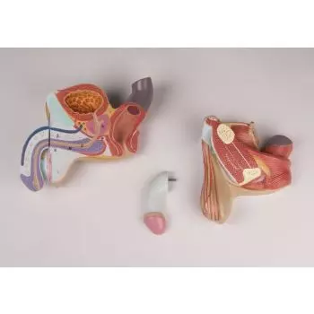 Organes génitaux masculin en 4 parties L250 Erler Zimmer