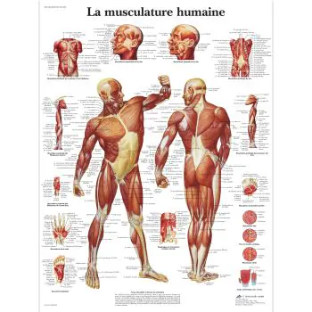 La musculature humaine VR2118L