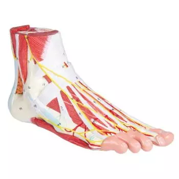 Modèle anatomique du pied, 9 parties M139 Erler Zimmer 
