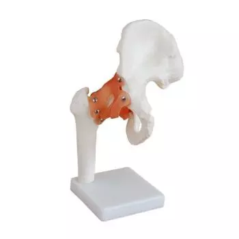 Modèle d'articulation de la hanche Mediprem