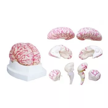Modèle de cerveau avec artères en 2 parties