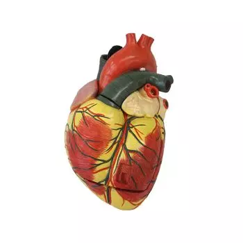 Modèle de coeur agrandi en 3 parties