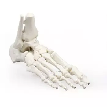 Squelette de pied avec l'insertion du tibia et du péroné Erler Zimmer
