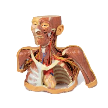 Modèle anatomique de tête, cou et épaule avec angiosomes Erler Zimmer