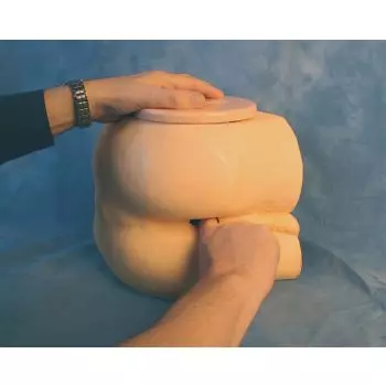 Simulateur d'Examen de la Prostate Erler Zimmer R10081