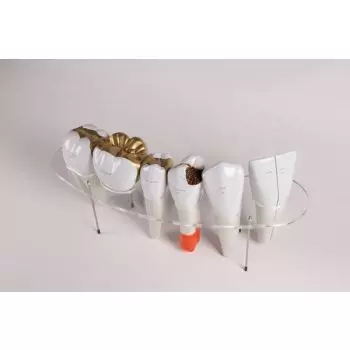 Modèles de Morphologie Dentaire Erler Zimmer R10125