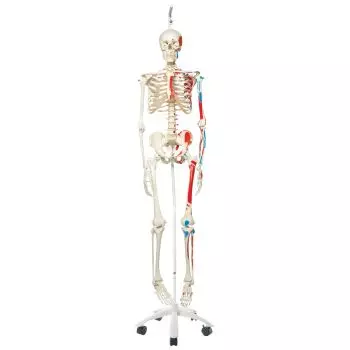 Squelette classique Max avec représentation des muscles, sur support suspendu A11/1