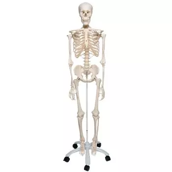 Squelette classique Stan, sur support à 4 roulettes A10