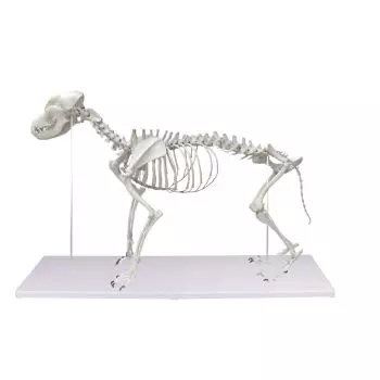 Squelette de chien taille naturelle Erler Zimmer VET1700