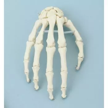 Squelette de la main 6001 Erler Zimmer  