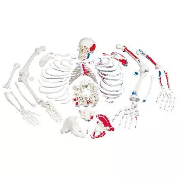 Squelette démonté avec représentation des muscles A05/2