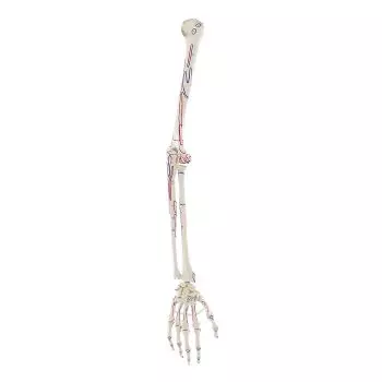 Squelette du bras avec marquage des muscles Erler Zimmer