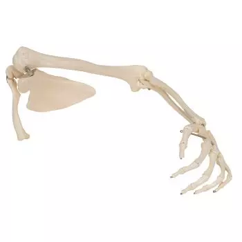 Squelette du membre supérieur gauche avec scapula et clavicule A46L