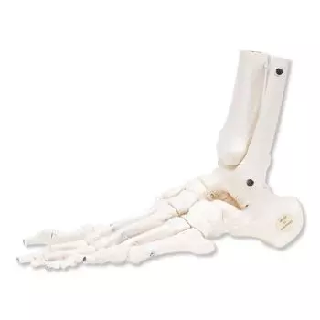 Squelette du pied avec moignon tibia et fibula 3bs Scientific