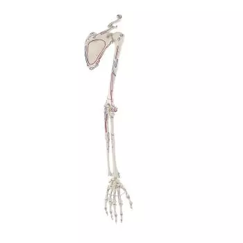 Squelette de bras avec ceinture scapulaire et marquage musculaire 6021 Erler Zimmer