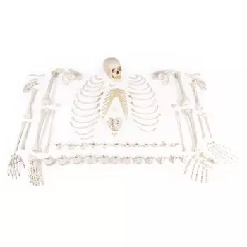 Squelette démonté, complet 3020 Erler Zimmer