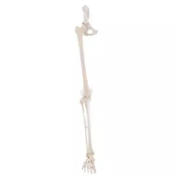 Squelette de jambe avec la moitié du bassin Erler Zimmer