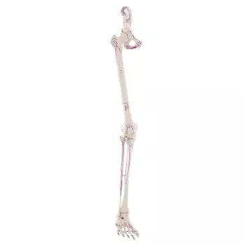 Squelette de la jambe avec moitié de bassin, avec marquage des muscles Erler Zimmer