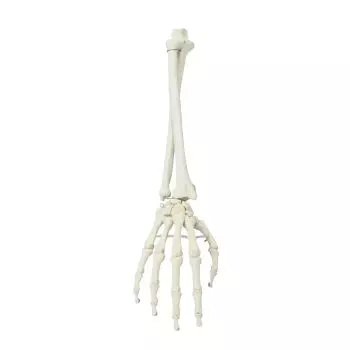 Squelette de la main et avant-bras 6008 Erler Zimmer  