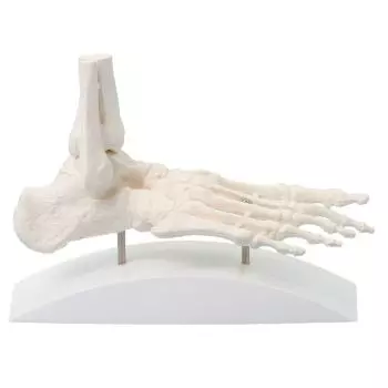 Modèle de pied sur socle 6060 Erler Zimmer