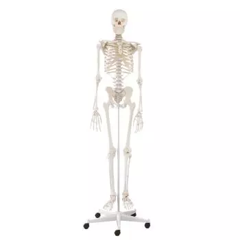 Squelette classique Willi sur roulettes 3001 Erler Zimmer