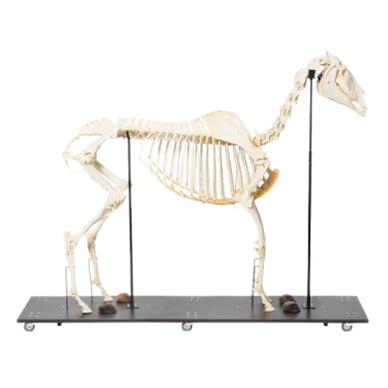 Squelette de cheval (Equus ferus caballus), mâle - T30014