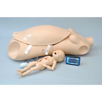 Torse maternel et néonatal de naissance W45113 3B Scientific