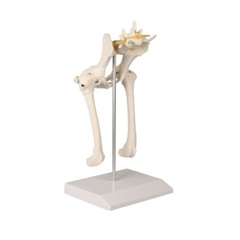 Modèle de bassin de chien VET1060 Erler Zimmer