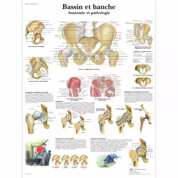 Planche anatomique Bassin et hanche - Anatomie et pathologie VR2172UU