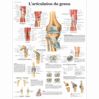 Planche anatomique L'articulation du genou VR2174L