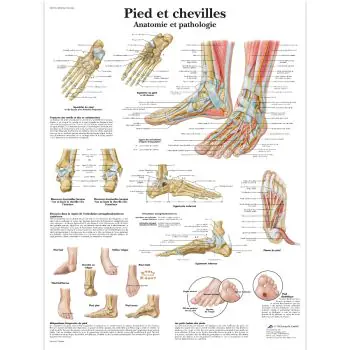 Planche anatomique Pied et chevilles - Anatomie et pathologie VR2176UU
