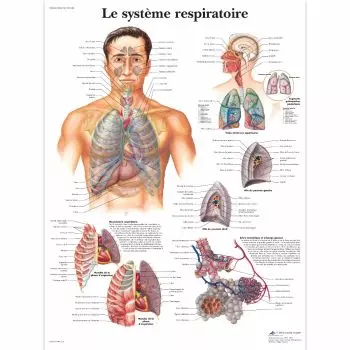 Planche anatomique Le système respiratoire VR2322UU