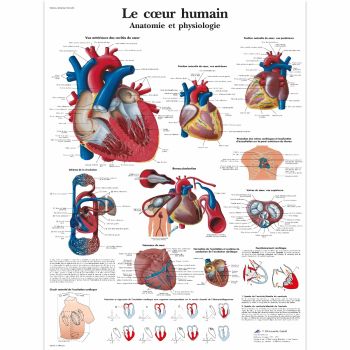 Planche anatomique Le coeur humain VR2334L