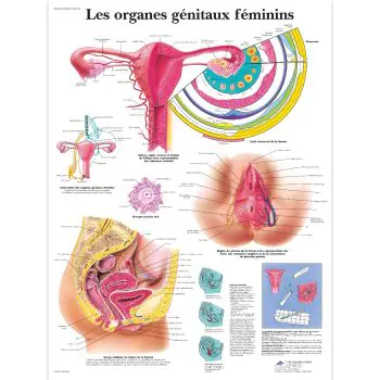 Planche anatomique Les organes génitaux féminins VR2532UU