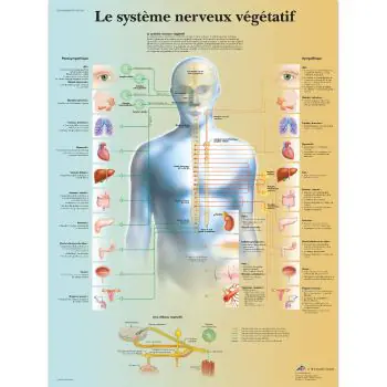 Planche anatomique du système nerveux végétatif VR2610L