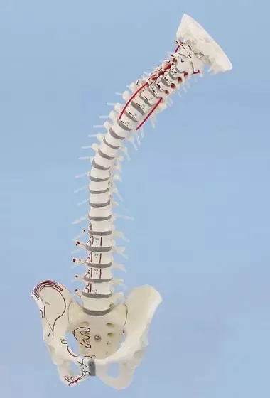 Colonne vertébrale avec bassin amovible et marquage des muscles sans socle 4011/1 Erler Zimmer