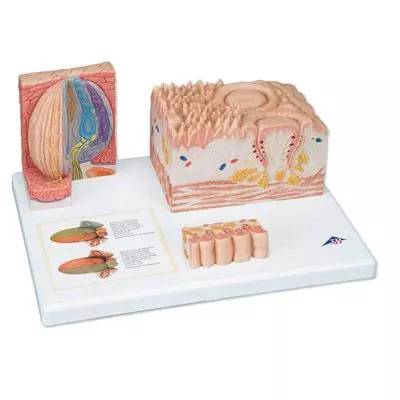 Langue - MICROanatomie™ 3B D17