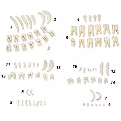 Dents de mammifères T30029