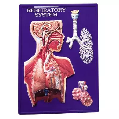 Modèle pratique d'instruction illustrant les voies respiratoires W40202