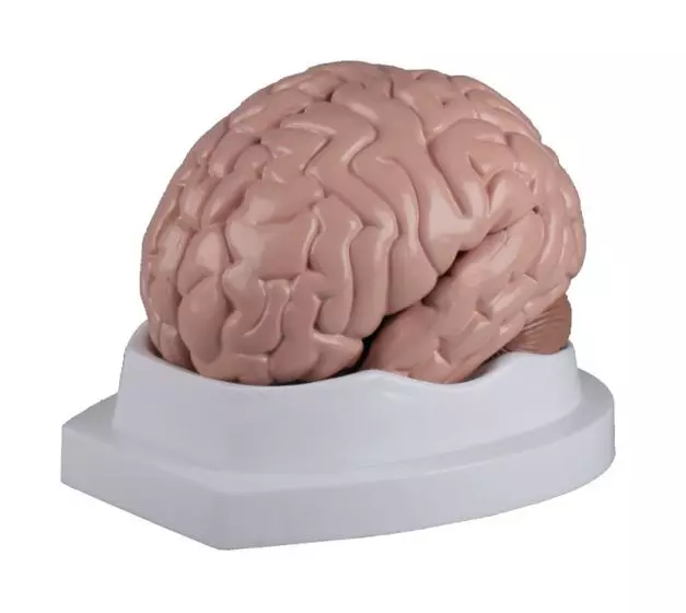 Modèle de cerveau en 5 parties C218 Erler Zimmer