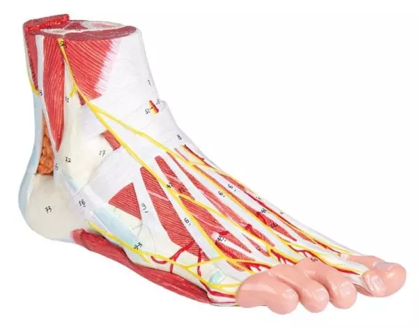 Modèle anatomique du pied, 9 parties M139 Erler Zimmer 