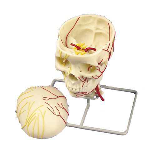 Crâne neurovasculaire W19018